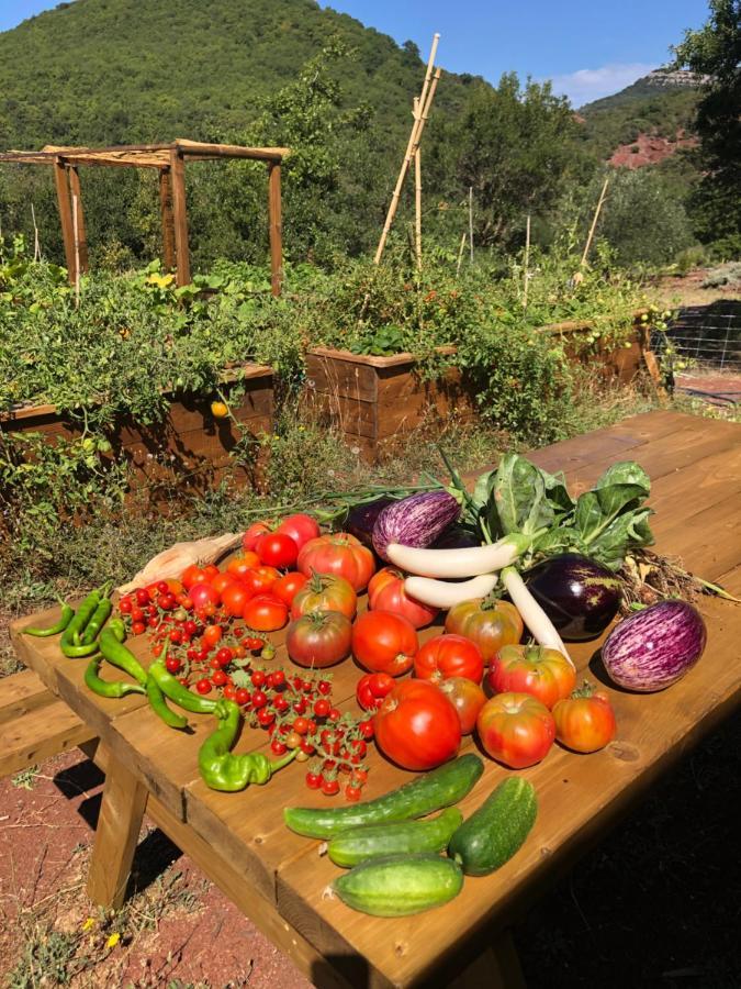 Domaine De Montbarri Bed & Breakfast La Tour-sur-Orb Dış mekan fotoğraf